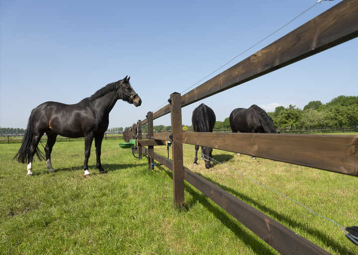 three horses in a field protected by dura2 fencing