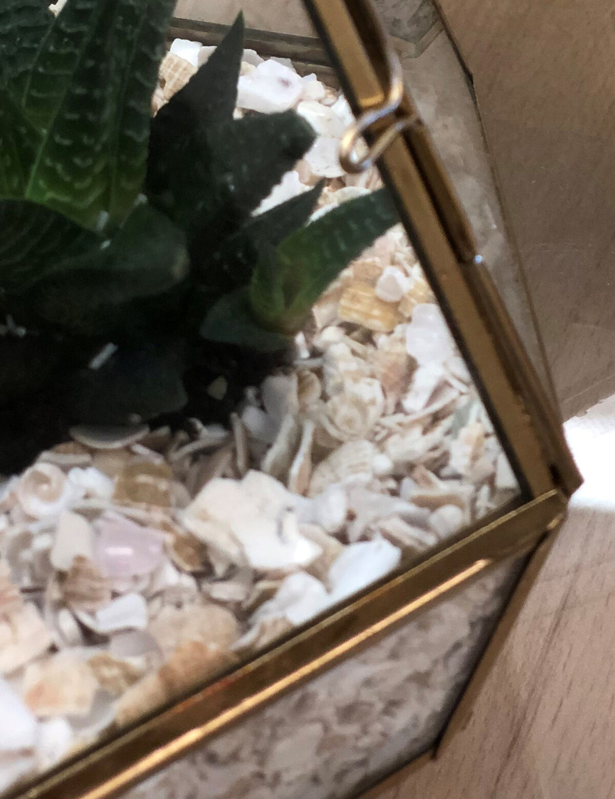 Eco Shells - Terrariums_LS WEB1.jpg